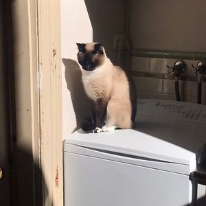 Meet your Posher, Ava